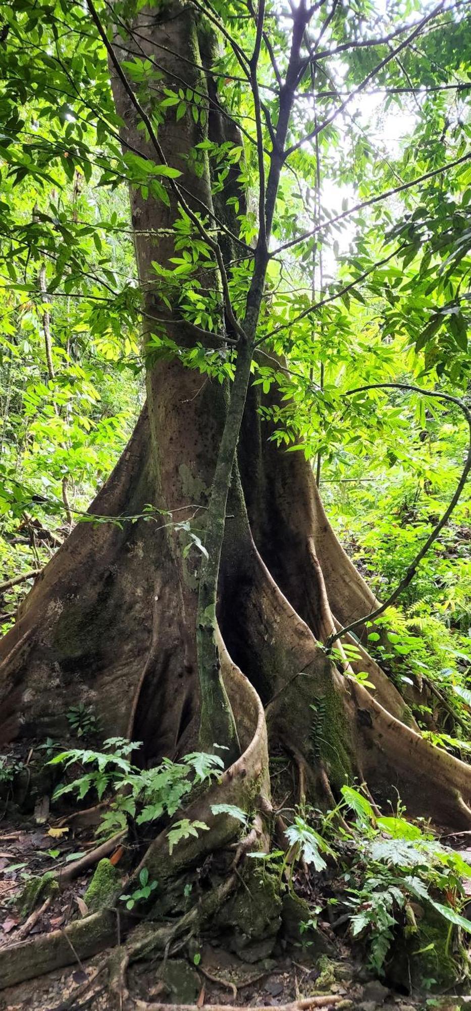 Khao Sok National Park Khaosok Happy House Bed & Breakfast エクステリア 写真